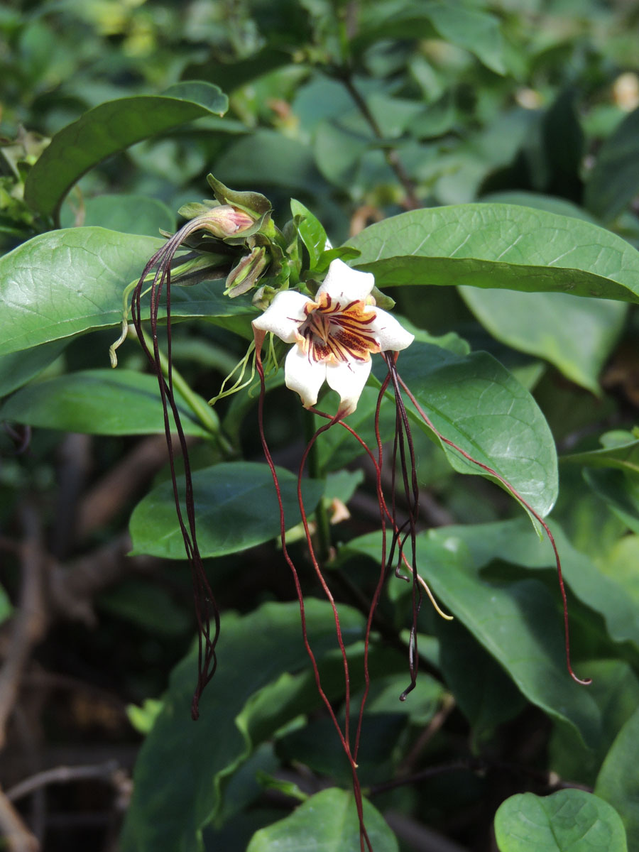 Apocynaceae Strophanthus 