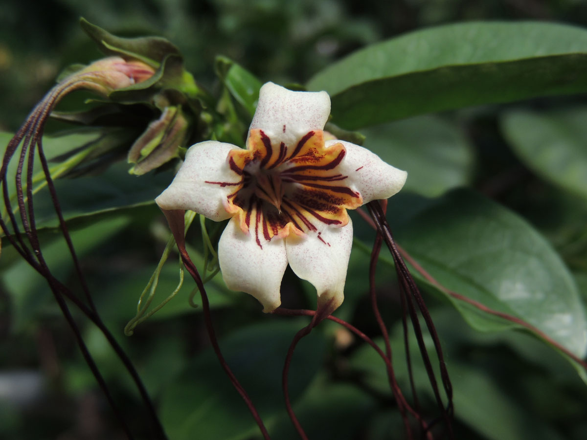 Apocynaceae Strophanthus 