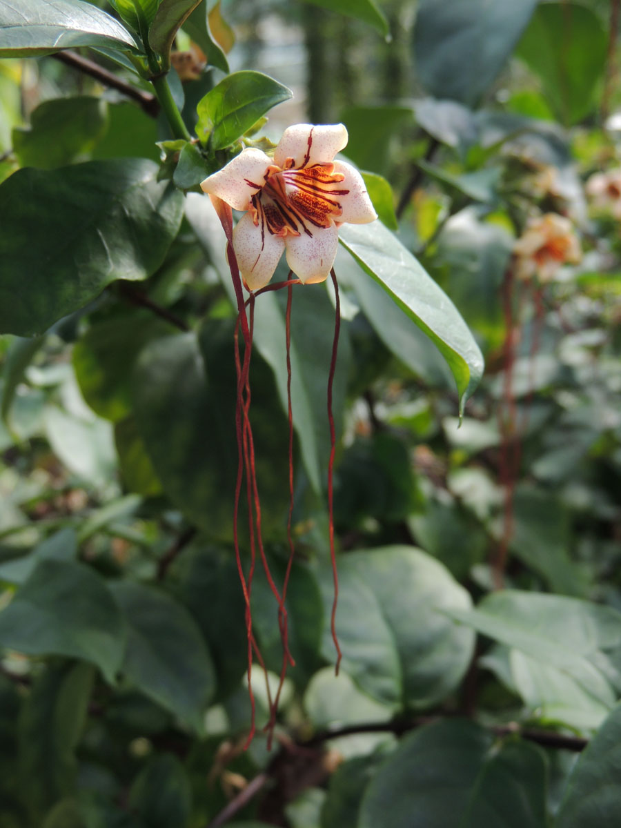 Apocynaceae Strophanthus 