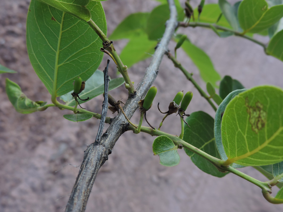 Vochysiaceae Callisthene fasciculata