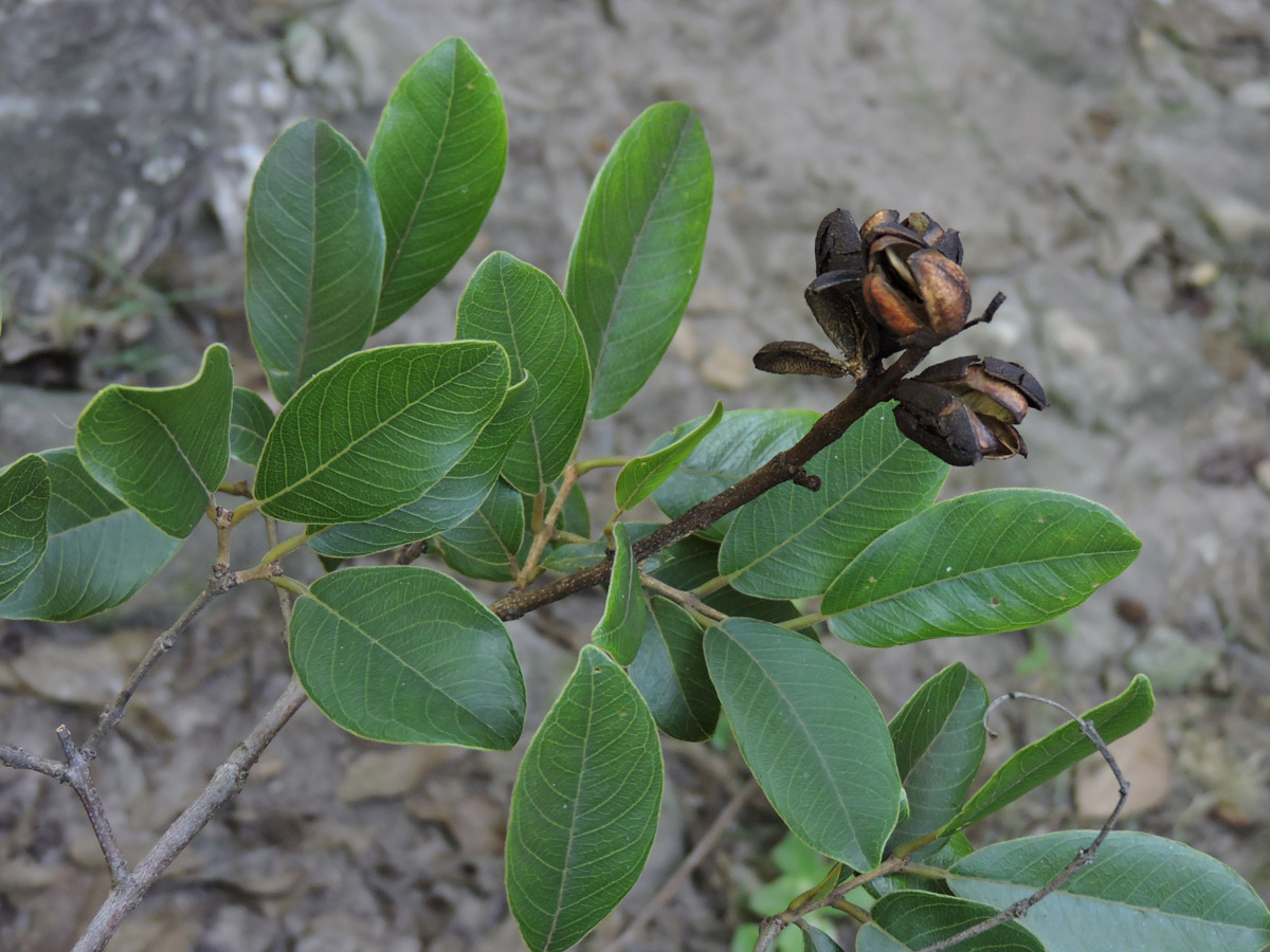 Vochysiaceae Qualea cryptantha