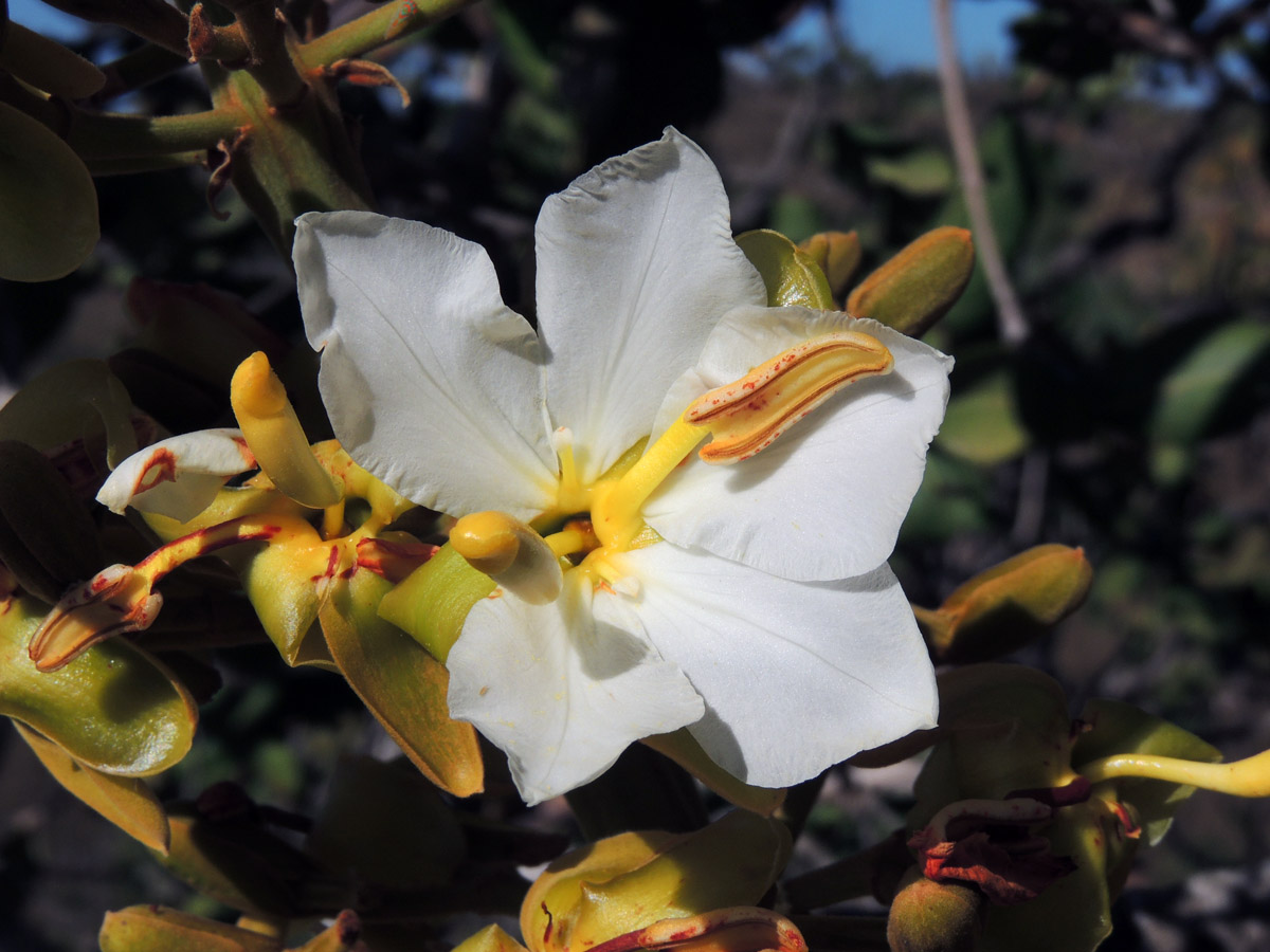 Vochysiaceae Salvertia convallariodora