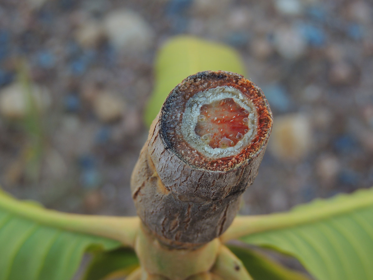Vochysiaceae Salvertia convallariodora