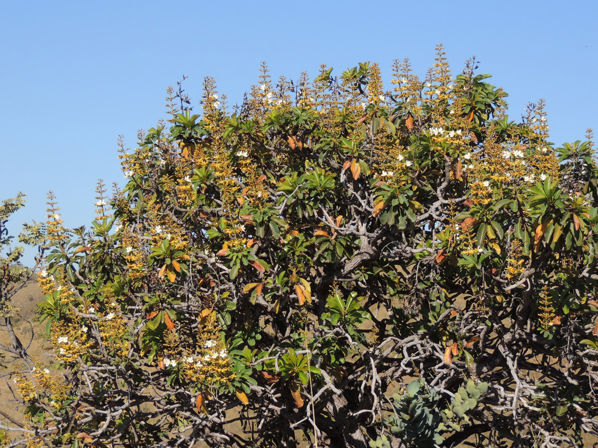 Vochysiaceae Salvertia convallariodora