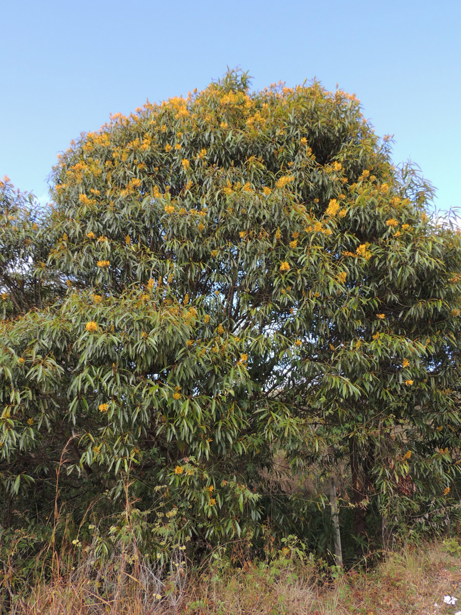 Vochysiaceae Vochysia acuminata