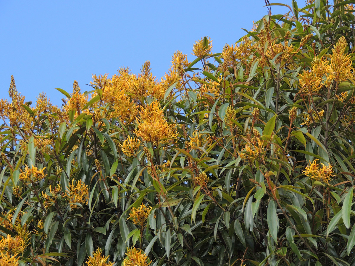 Vochysiaceae Vochysia acuminata