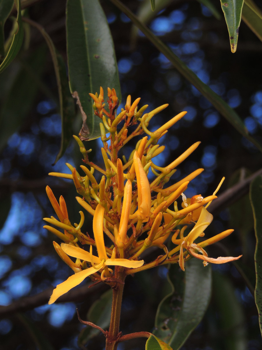Vochysiaceae Vochysia acuminata