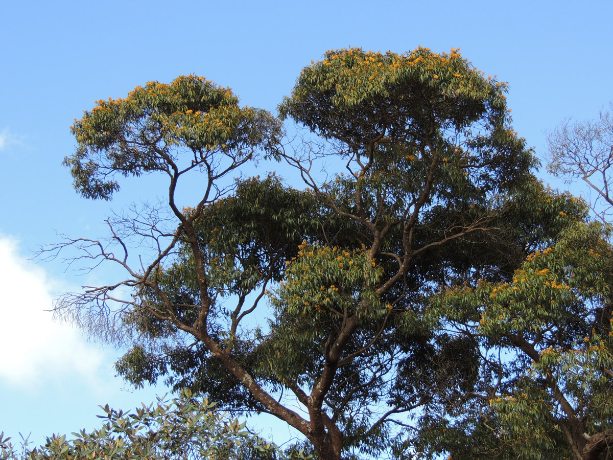 Vochysiaceae Vochysia acuminata