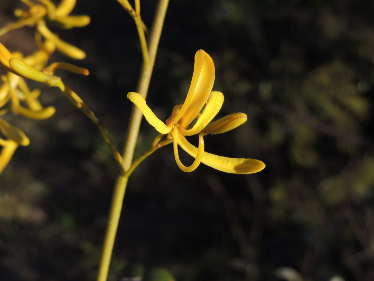 Vochysiaceae Vochysia emarginata