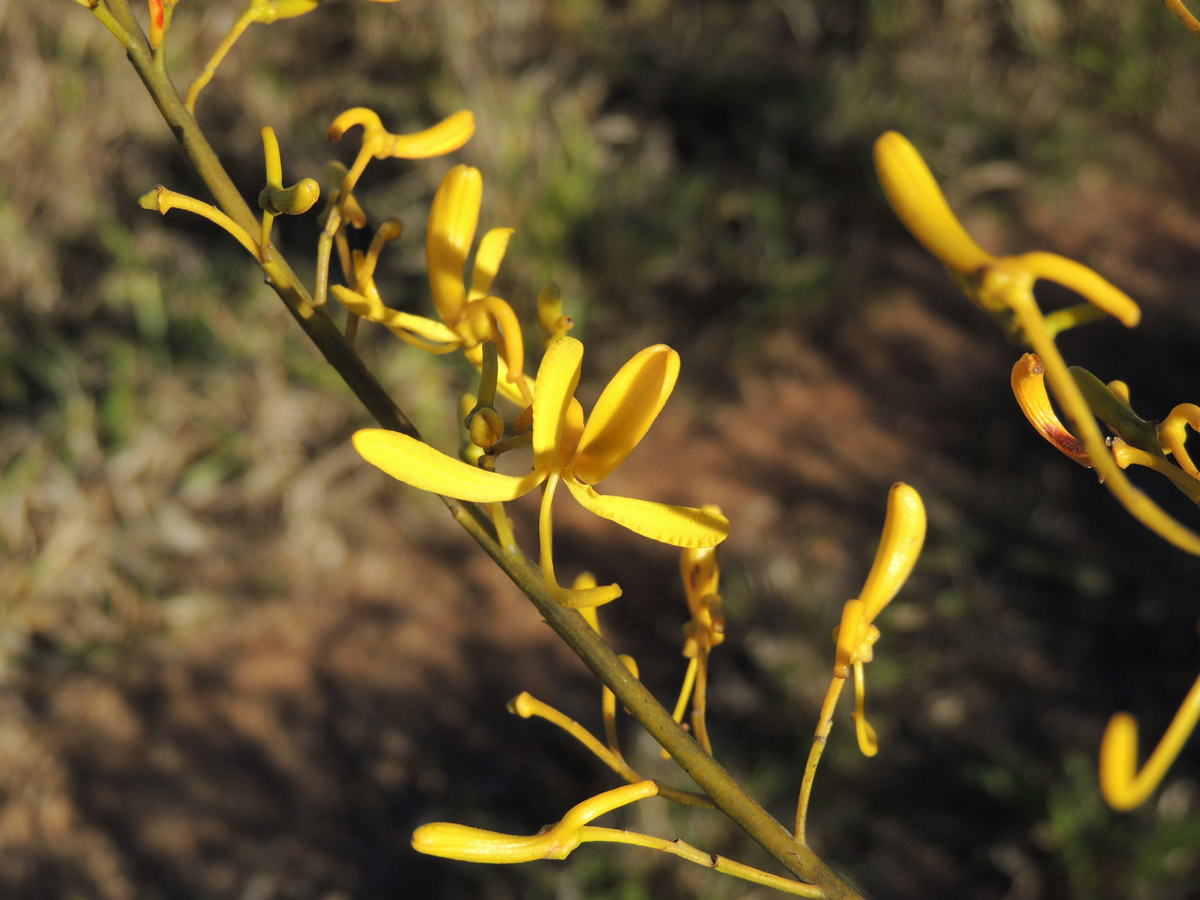 Vochysiaceae Vochysia emarginata