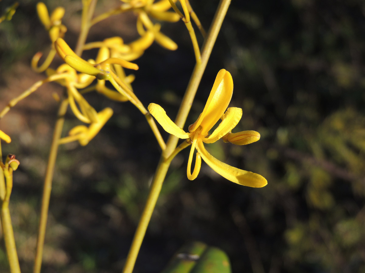 Vochysiaceae Vochysia emarginata