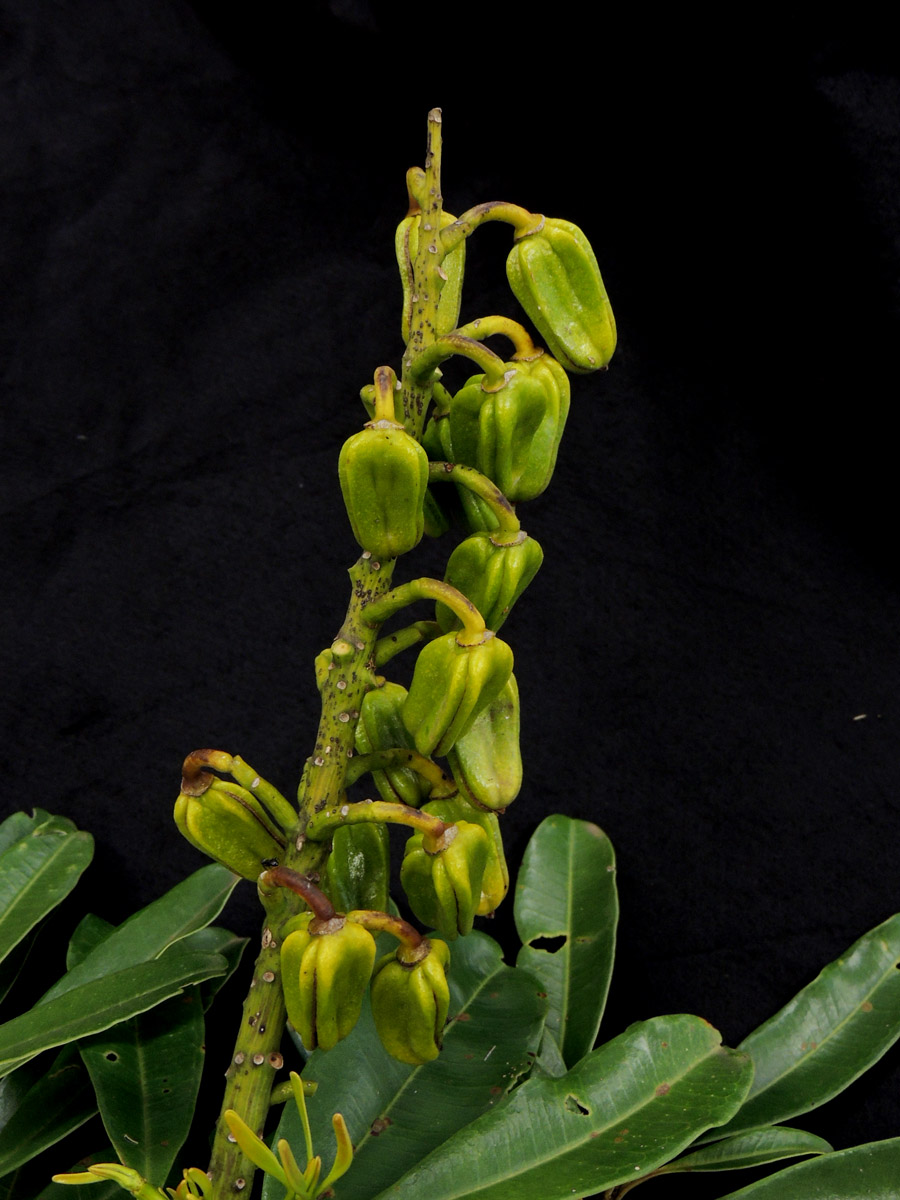 Vochysiaceae Vochysia oppugnata