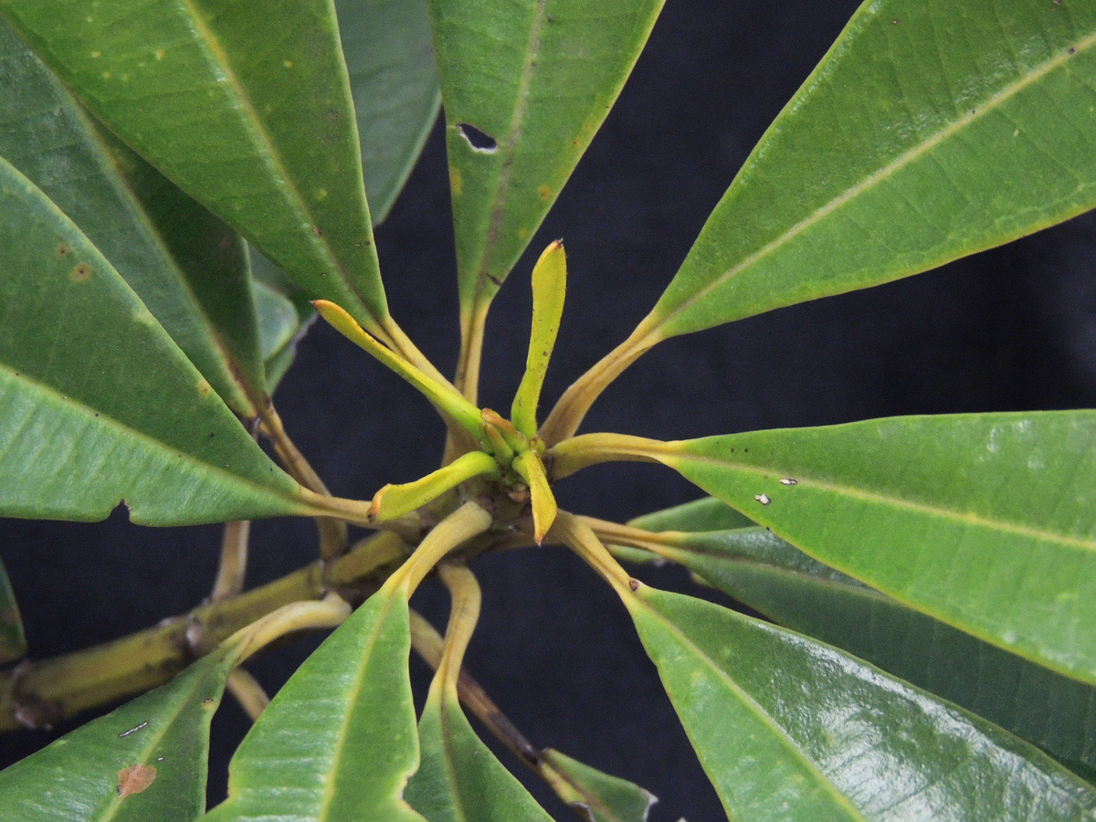 Vochysiaceae Vochysia oppugnata
