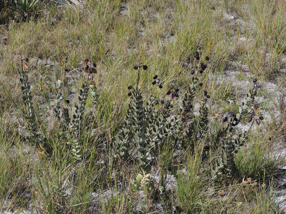 Vochysiaceae Vochysia pygmaea