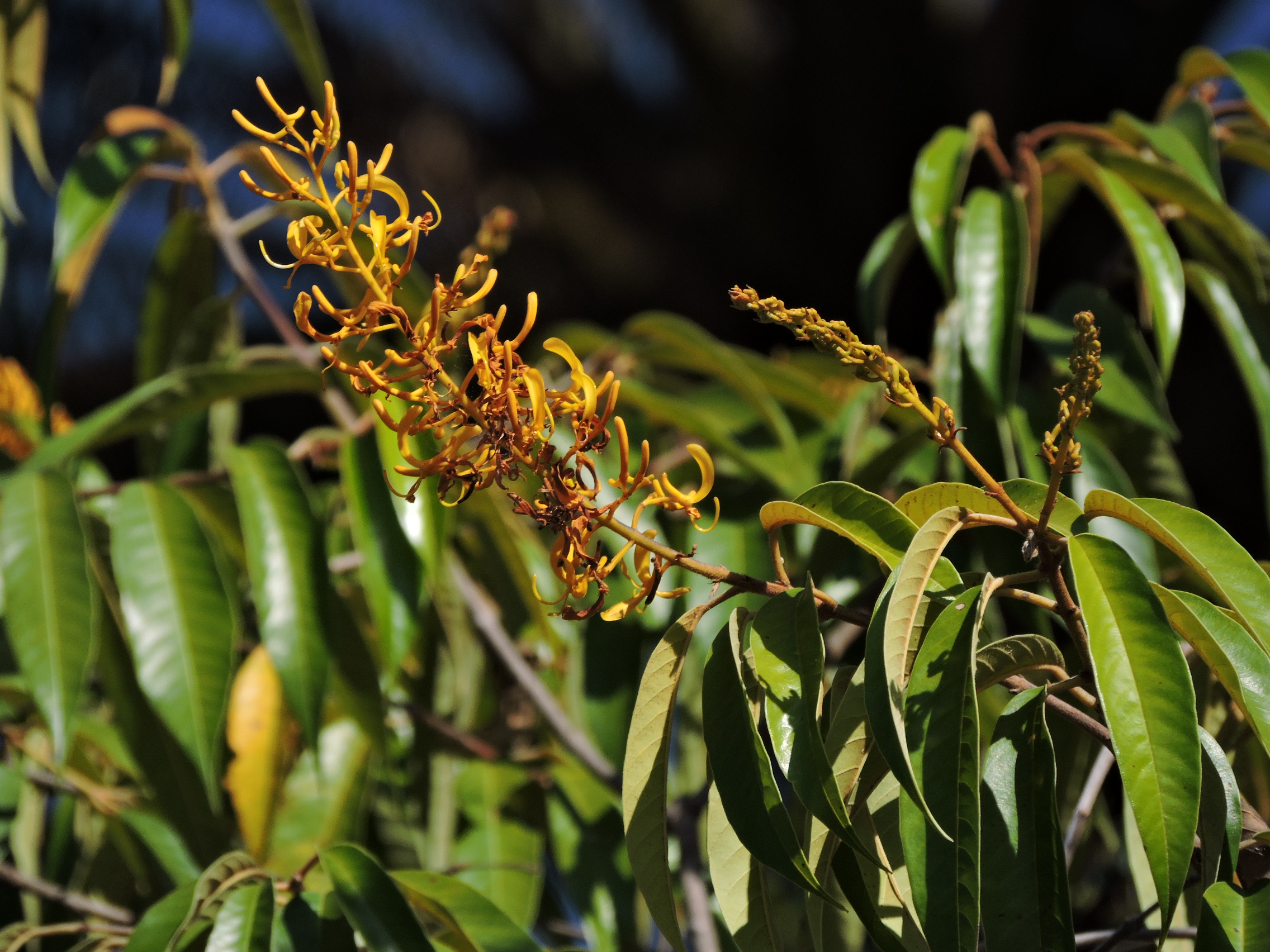 Vochysiaceae Vochysia pyramidalis