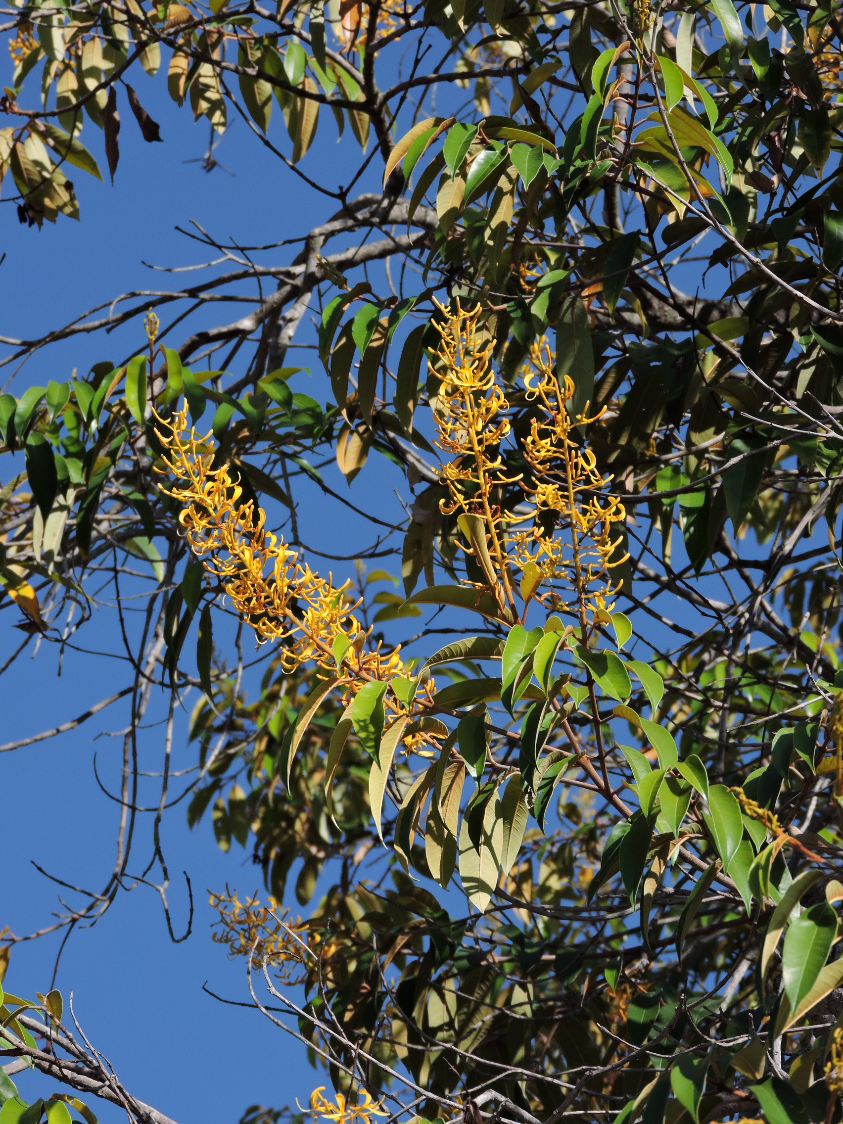 Vochysiaceae Vochysia pyramidalis