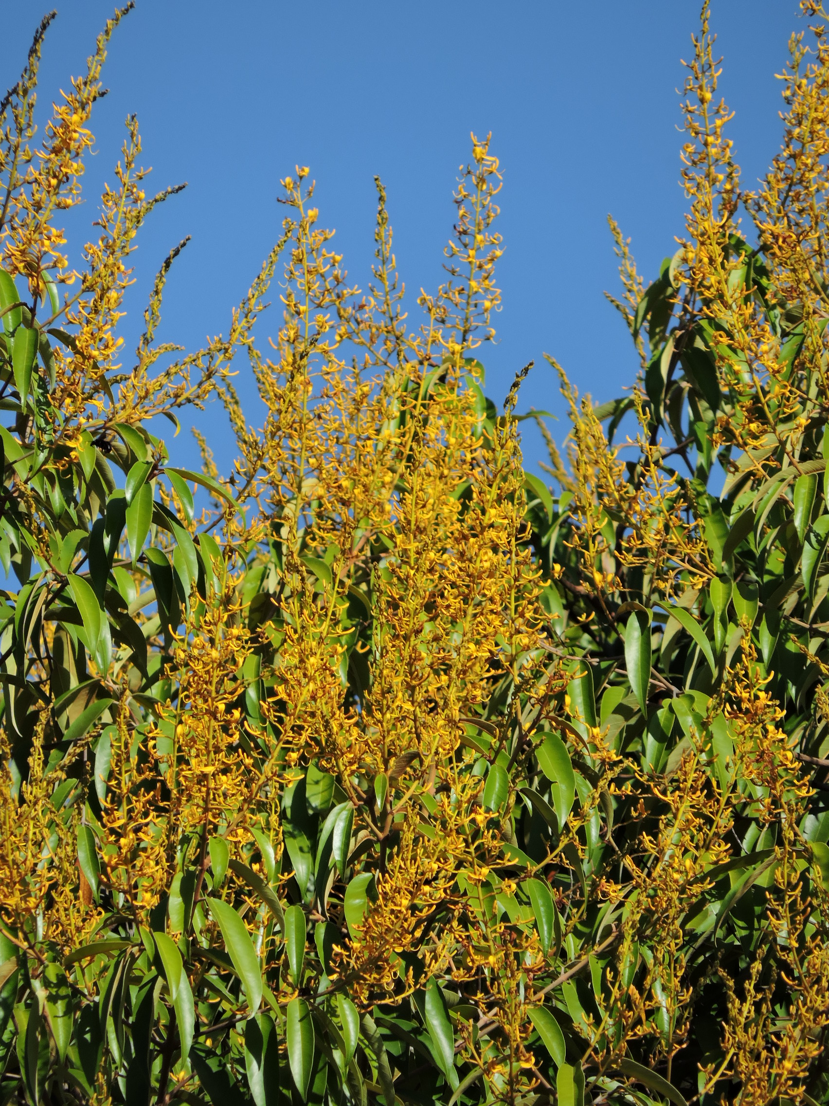 Vochysiaceae Vochysia pyramidalis