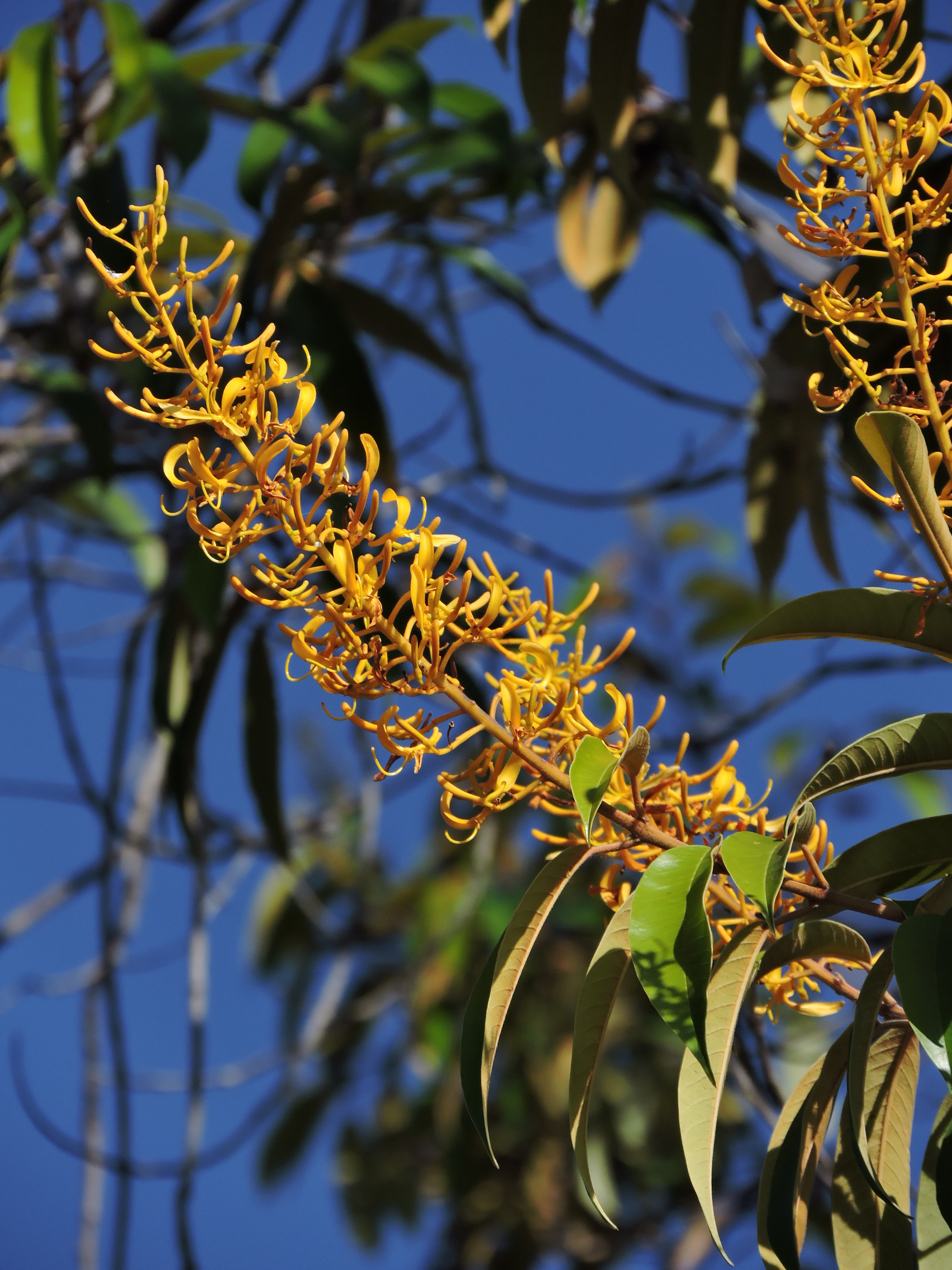 Vochysiaceae Vochysia pyramidalis