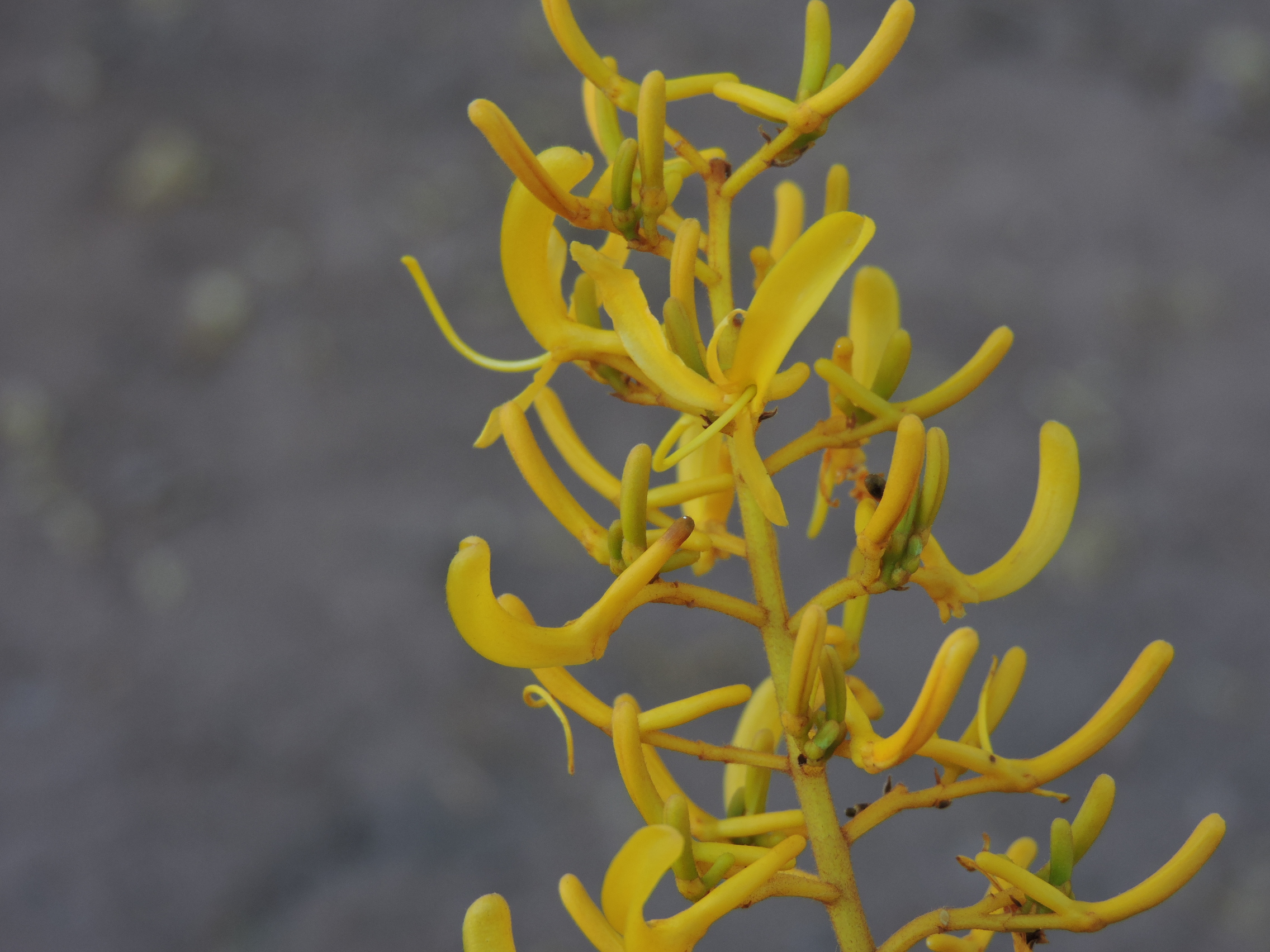 Vochysiaceae Vochysia pyramidalis