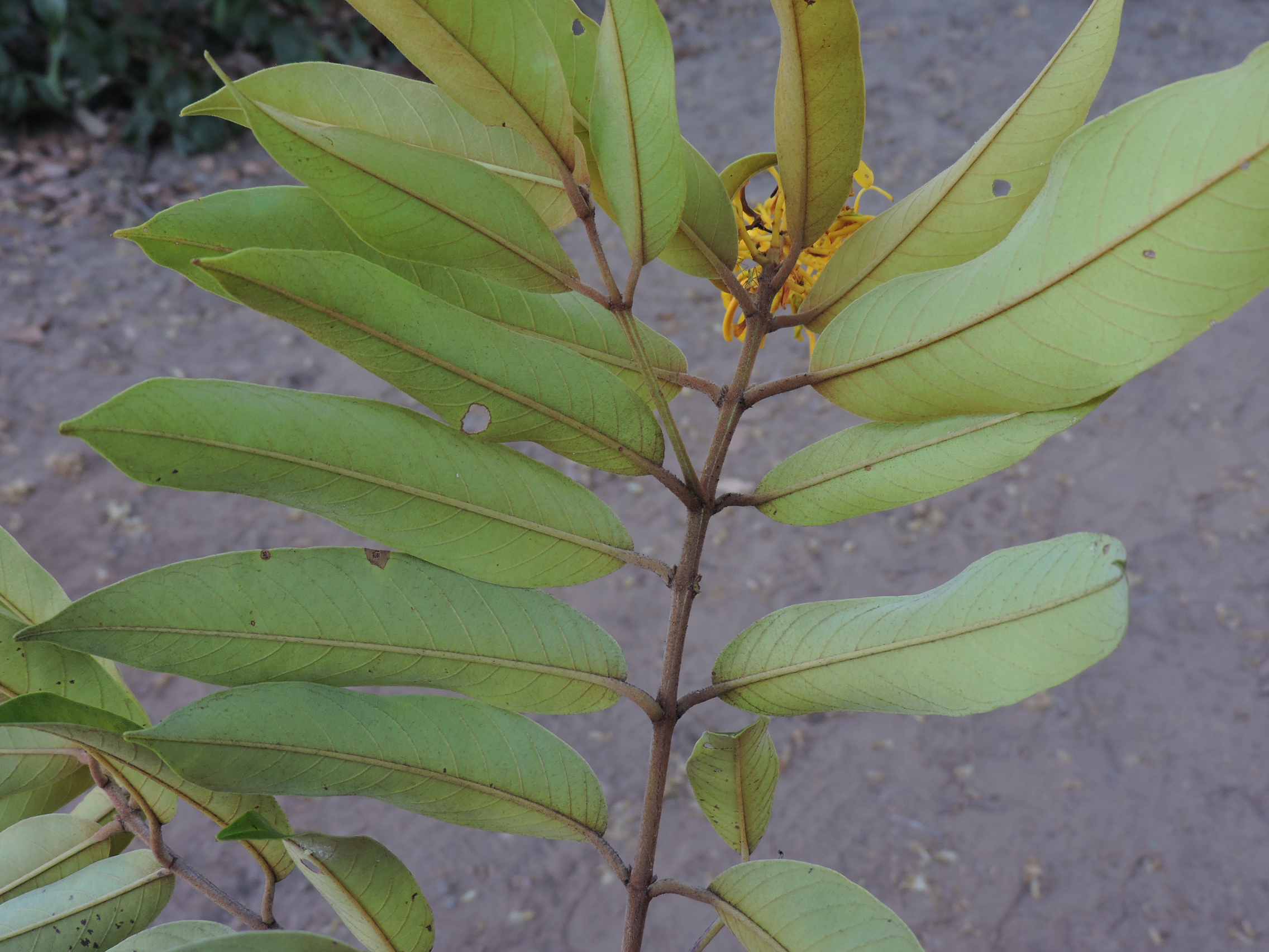 Vochysiaceae Vochysia pyramidalis