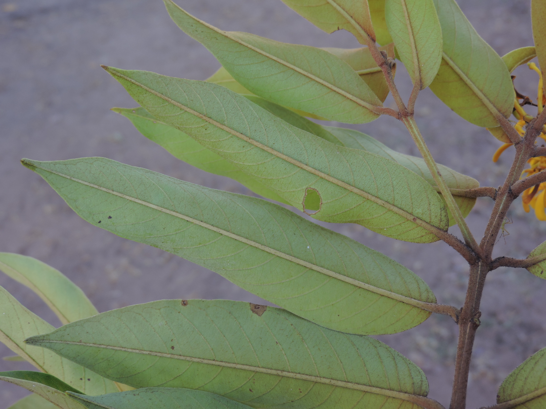 Vochysiaceae Vochysia pyramidalis