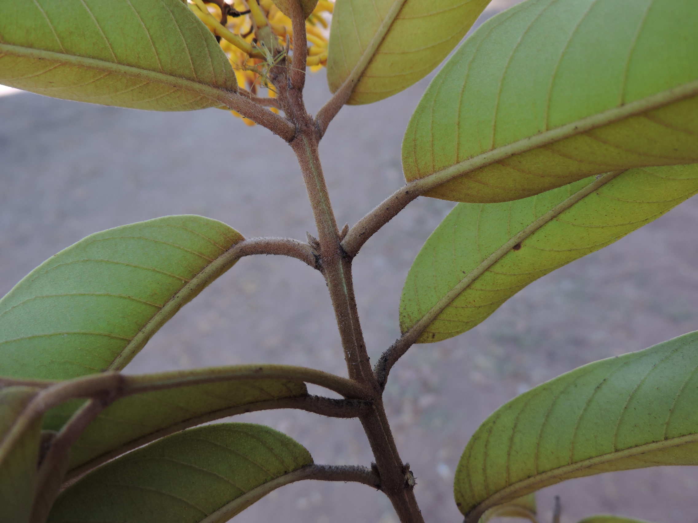Vochysiaceae Vochysia pyramidalis