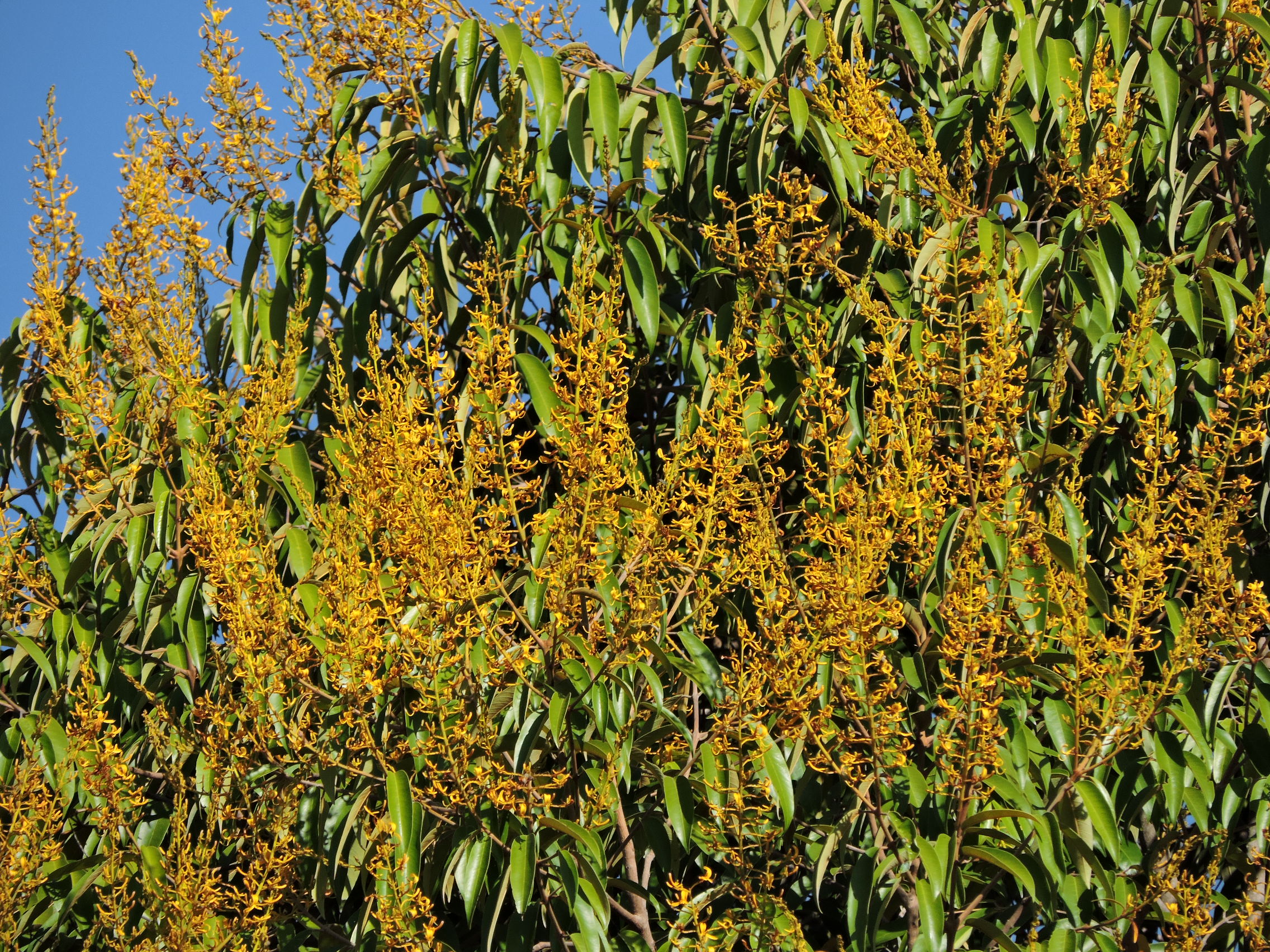 Vochysiaceae Vochysia pyramidalis