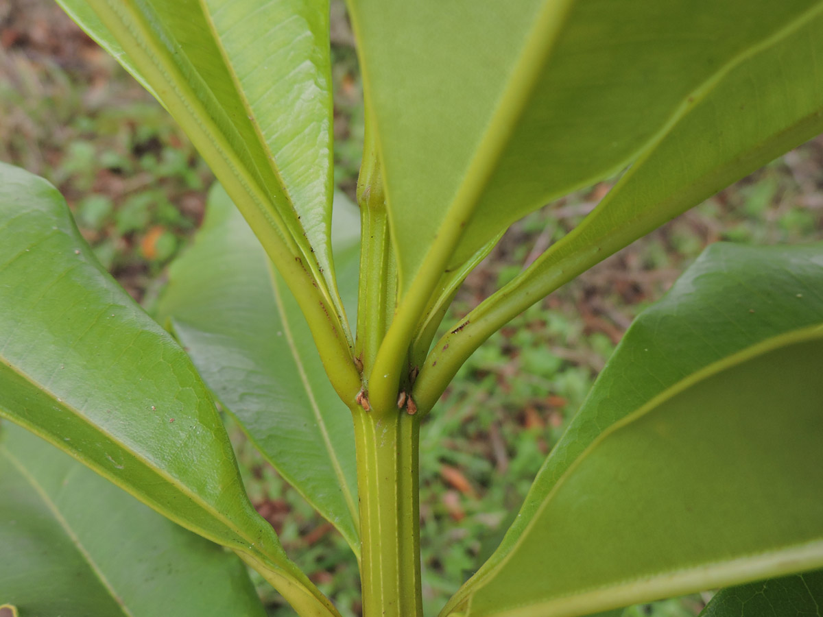 Vochysiaceae Vochysia riedeliana