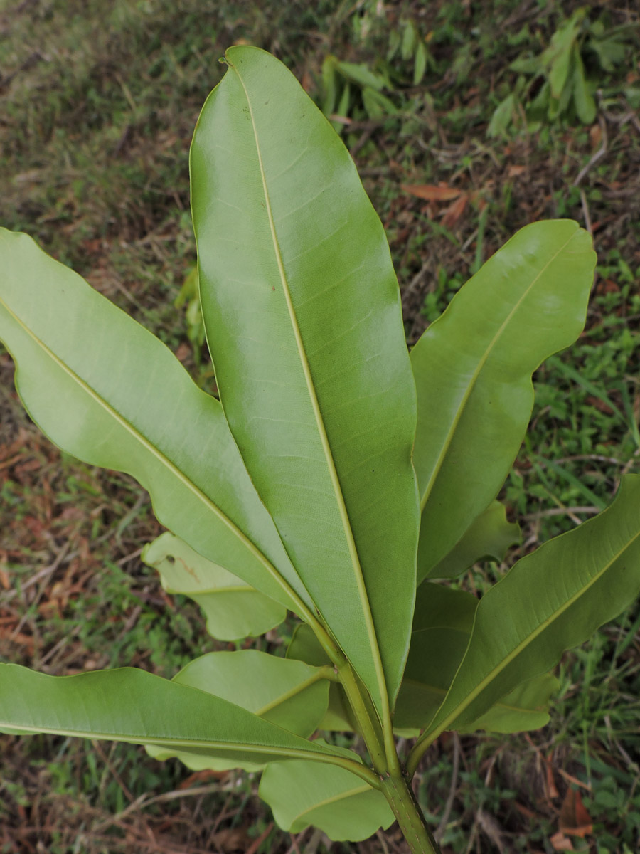 Vochysiaceae Vochysia riedeliana