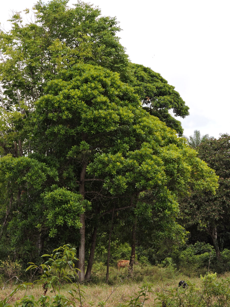 Vochysiaceae Vochysia riedeliana