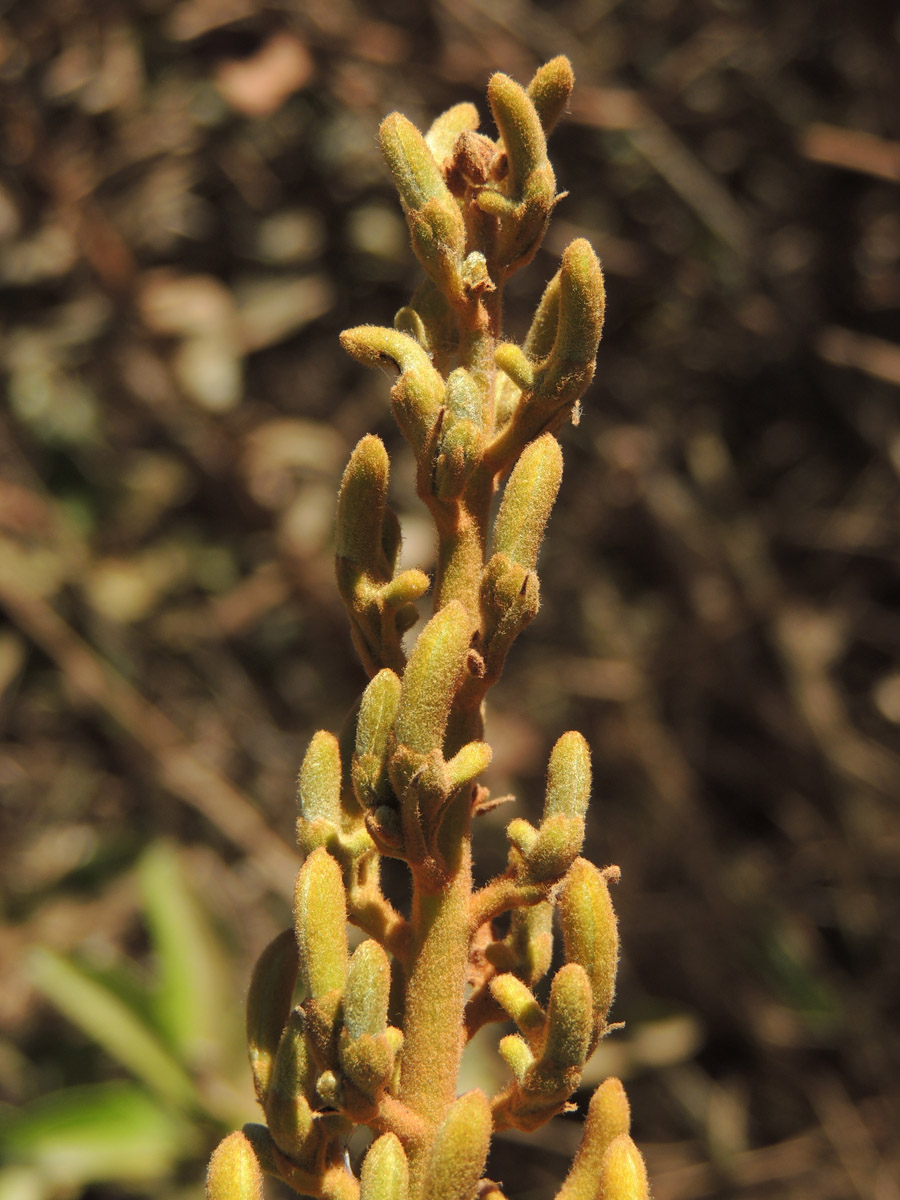 Vochysiaceae Vochysia rufa