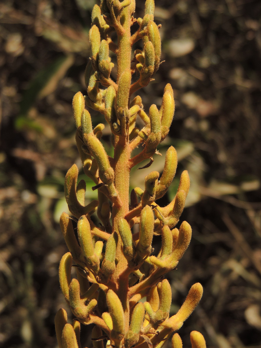 Vochysiaceae Vochysia rufa