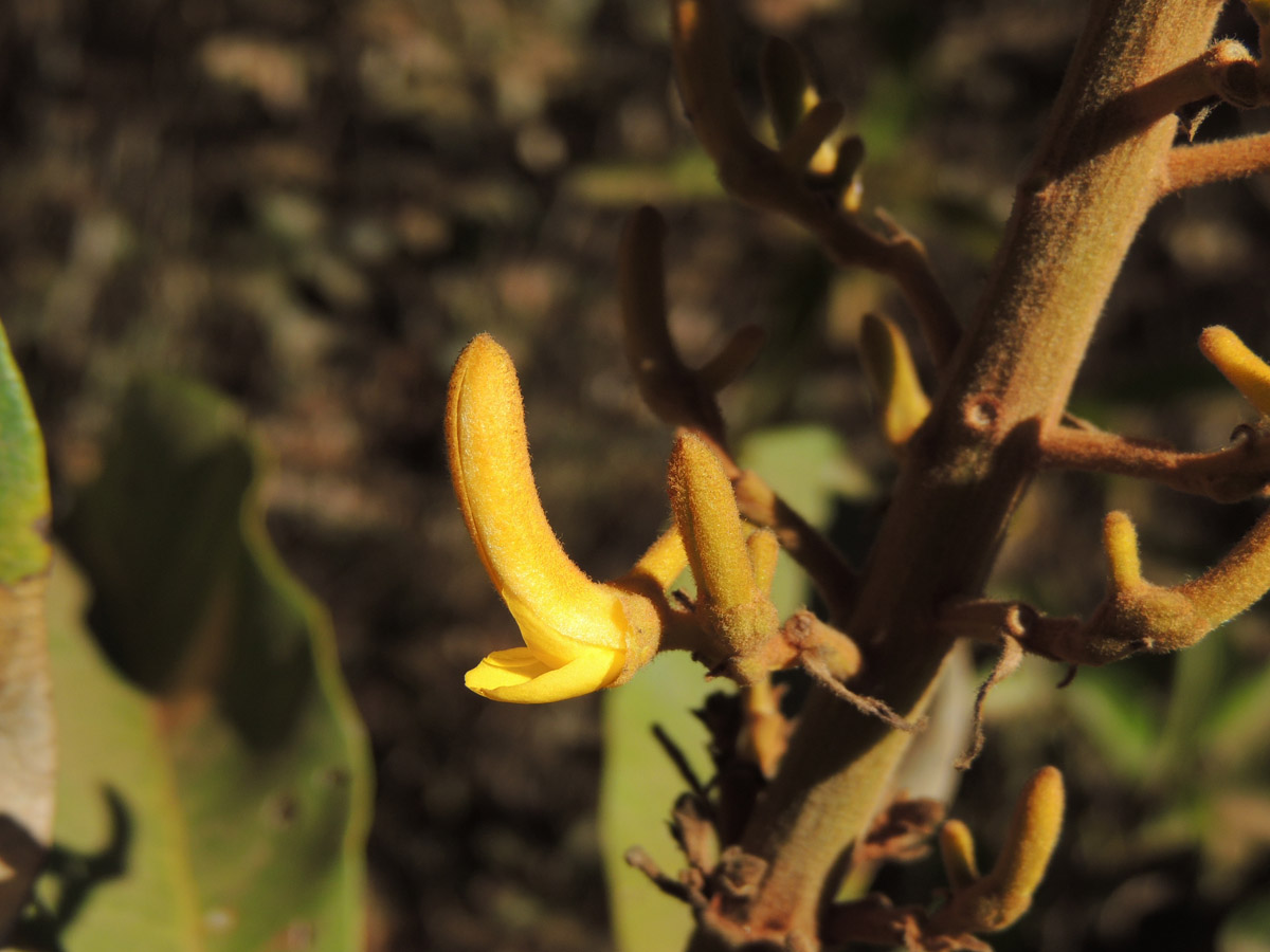 Vochysiaceae Vochysia rufa