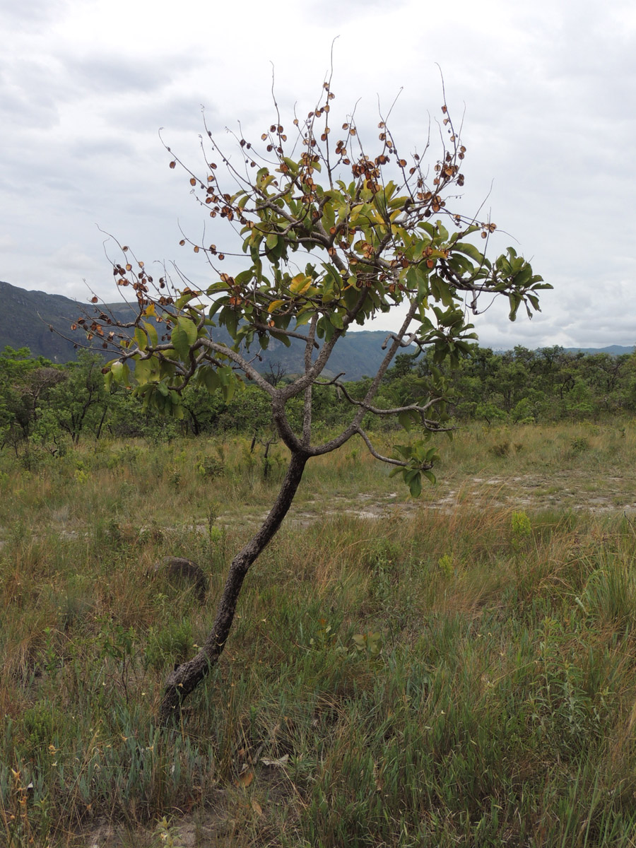 Vochysiaceae Vochysia rufa