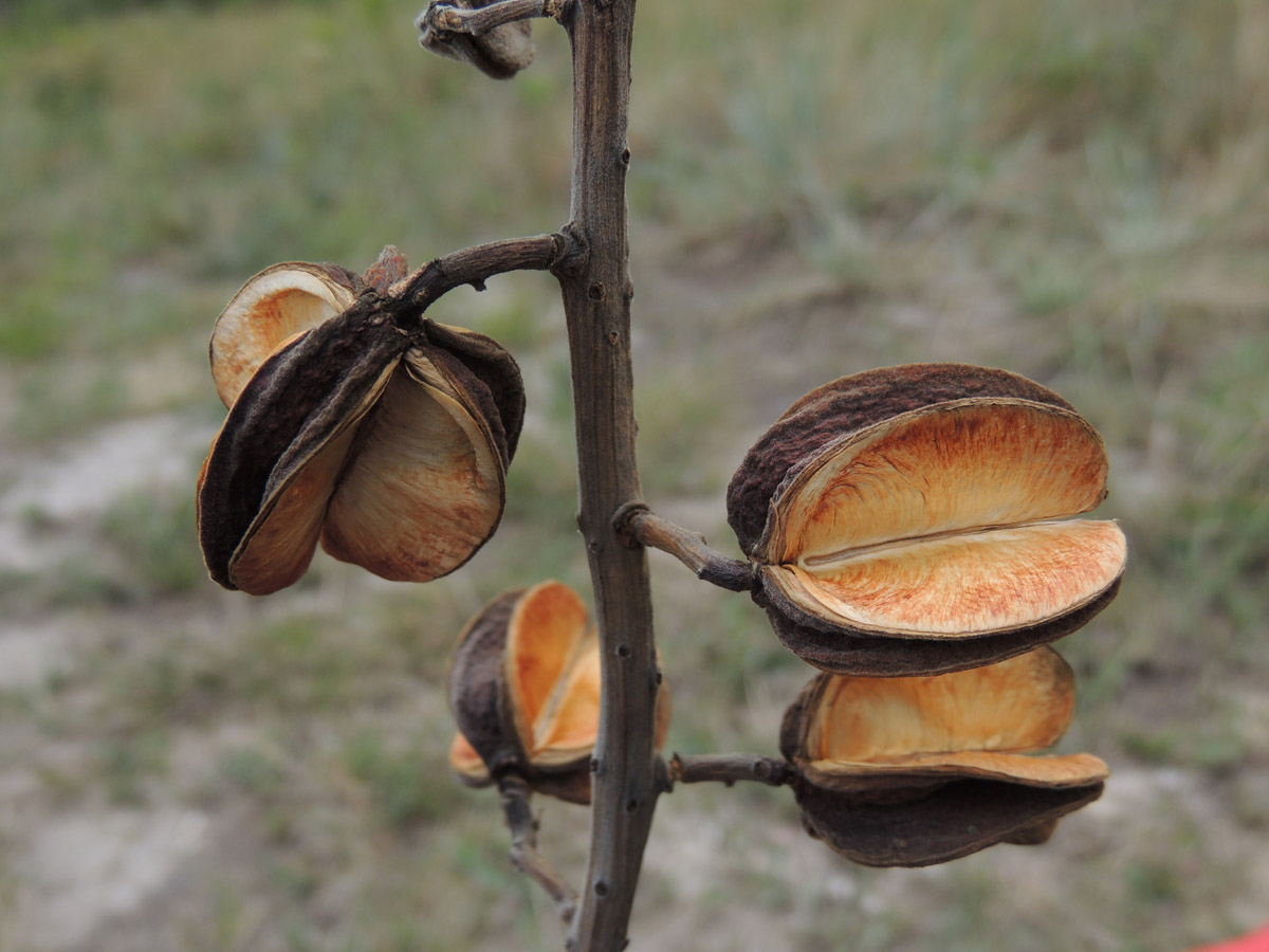 Vochysiaceae Vochysia rufa