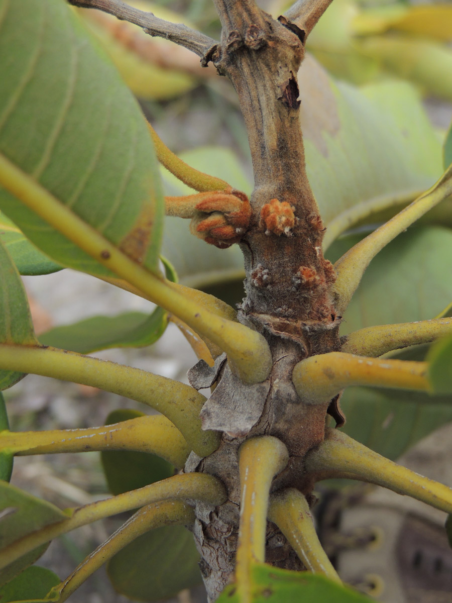 Vochysiaceae Vochysia rufa