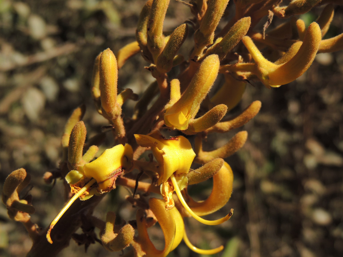 Vochysiaceae Vochysia rufa