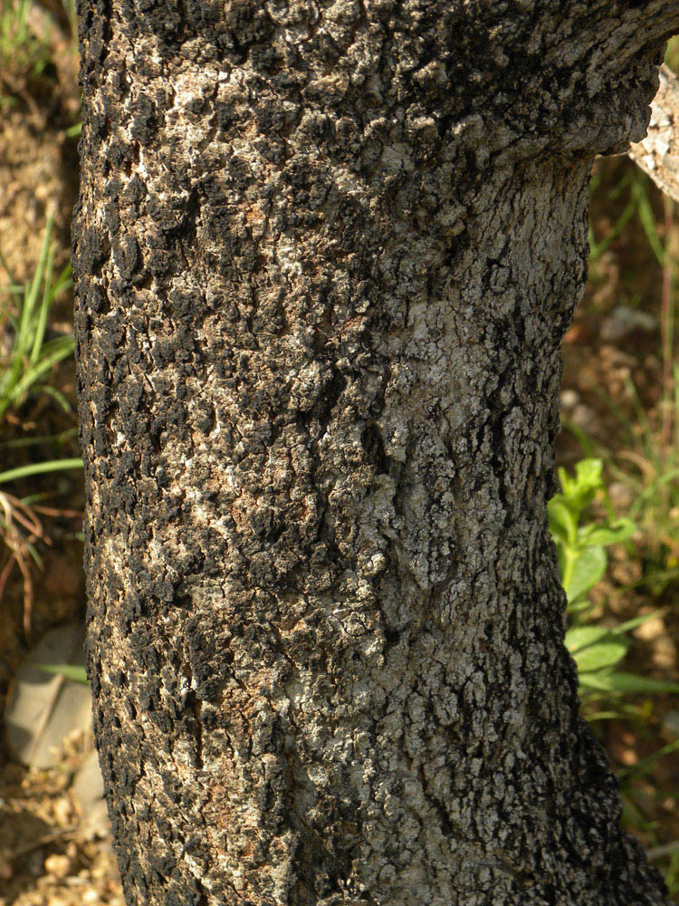 Vochysiaceae Vochysia discolor