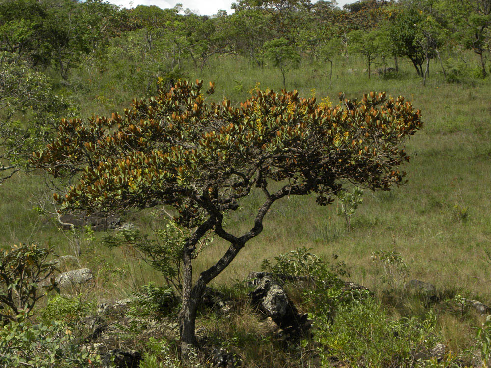 Vochysiaceae Vochysia discolor