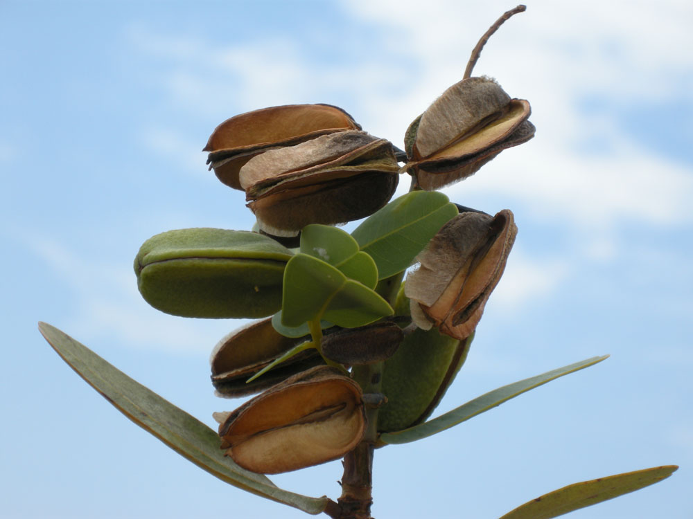 Vochysiaceae Vochysia elliptica