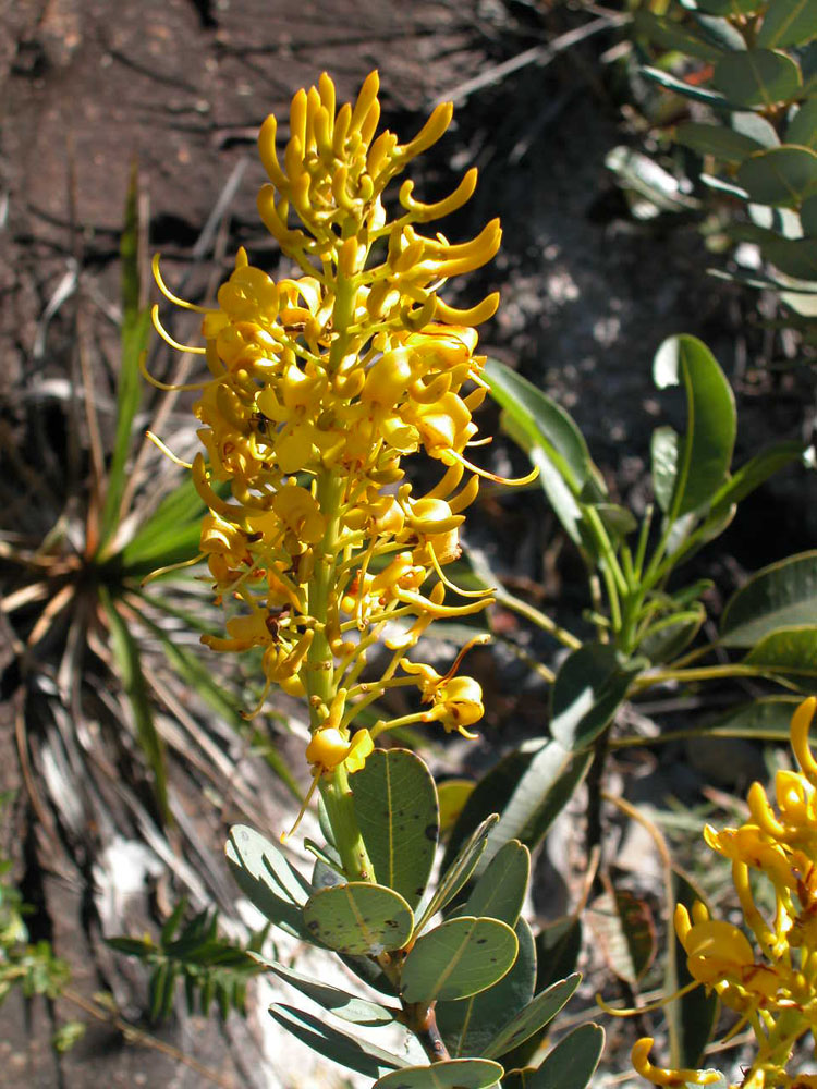 Vochysiaceae Vochysia elliptica