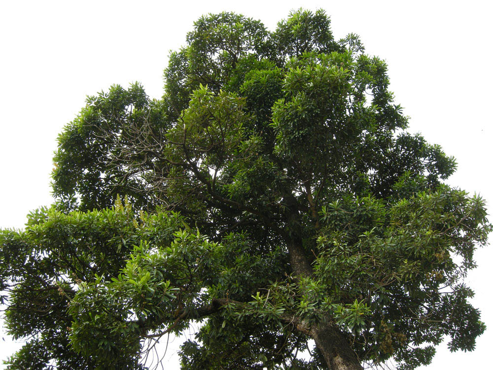 Vochysiaceae Vochysia oppugnata
