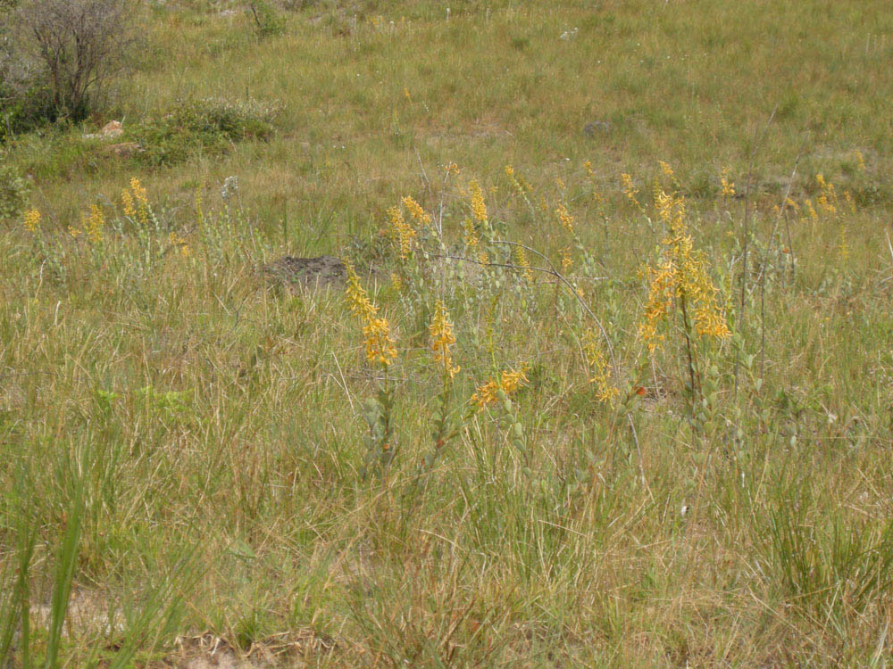 Vochysiaceae Vochysia pygmaea