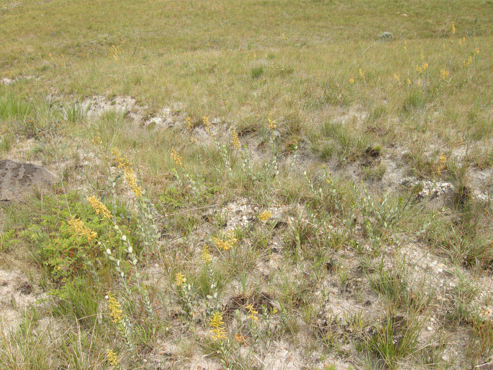 Vochysiaceae Vochysia pygmaea