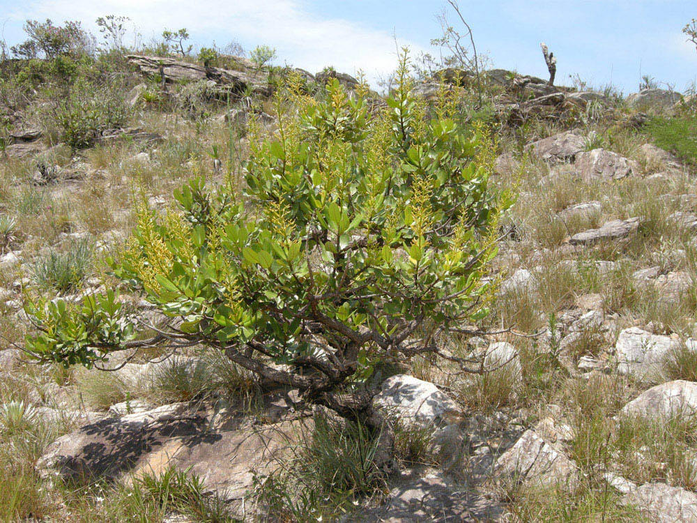 Vochysiaceae Vochysia thyrsoidea
