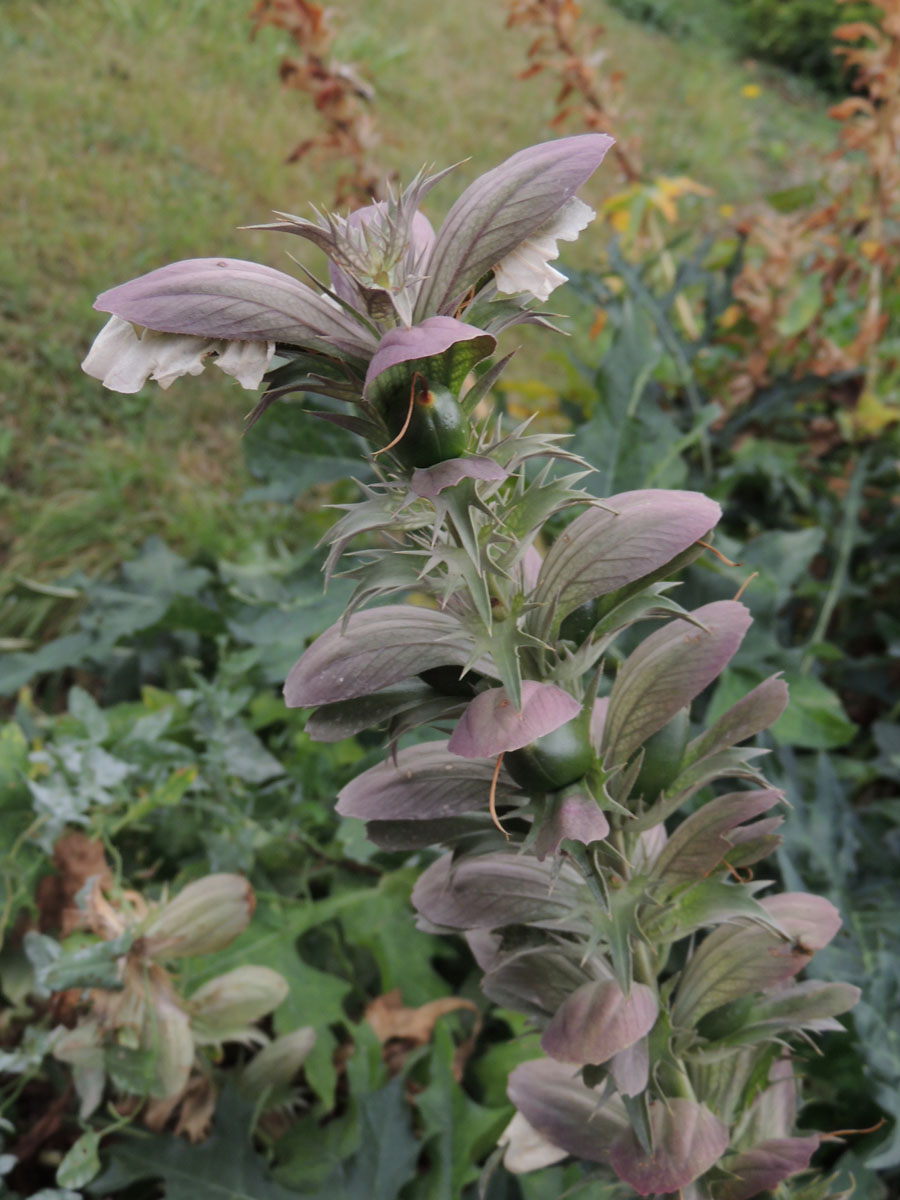 Acanthaceae Acanthus spinosus