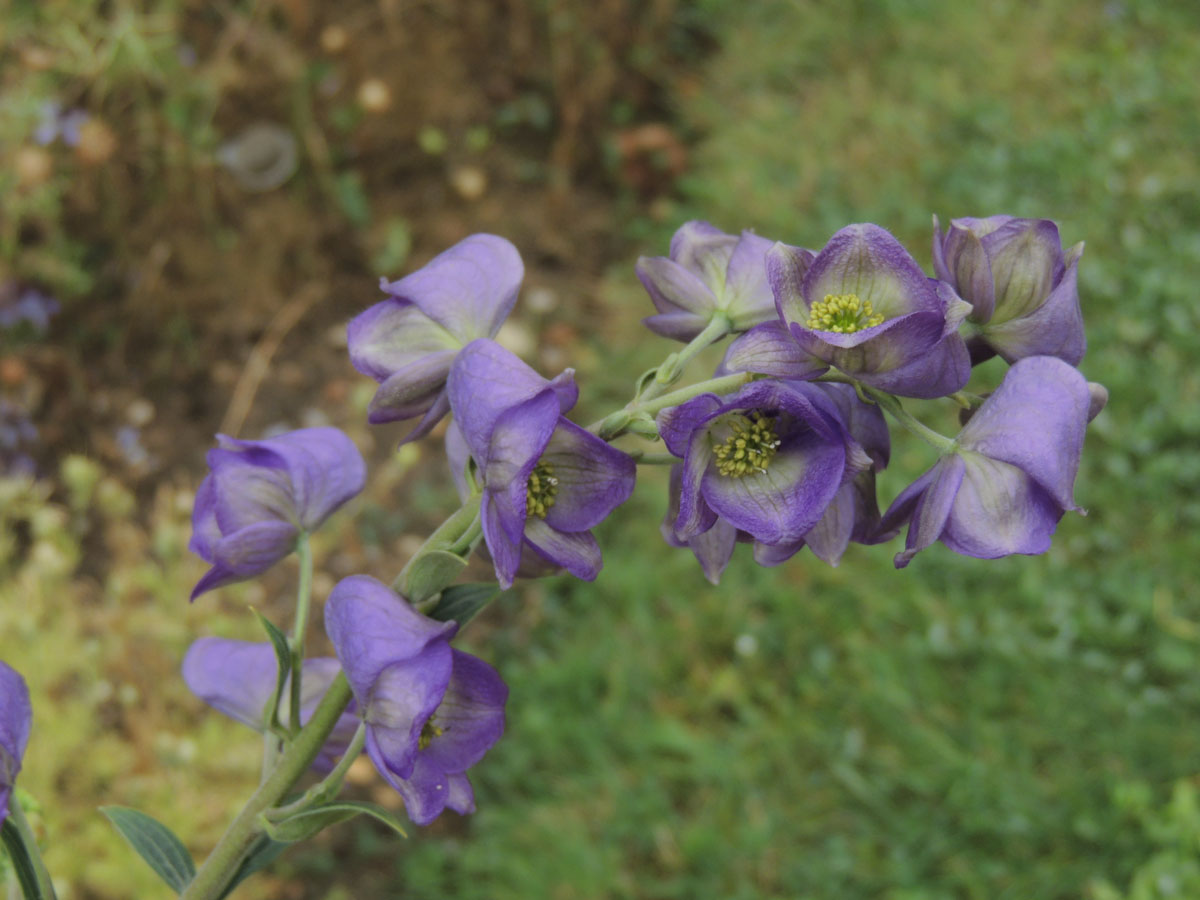 Ranunculaceae Aconitum carmichaelii
