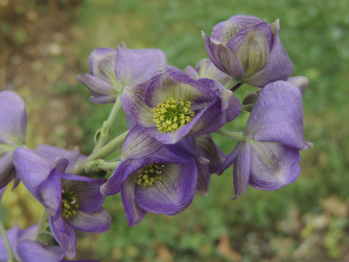 Ranunculaceae Aconitum carmichaelii