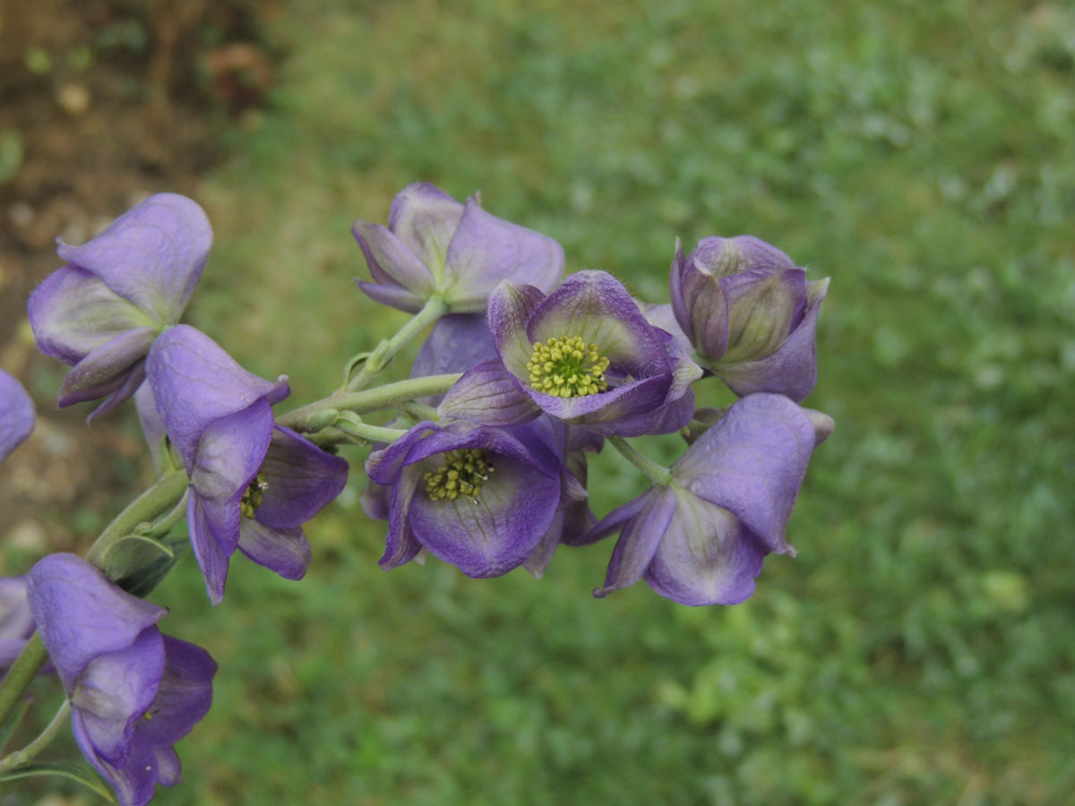 Ranunculaceae Aconitum carmichaelii