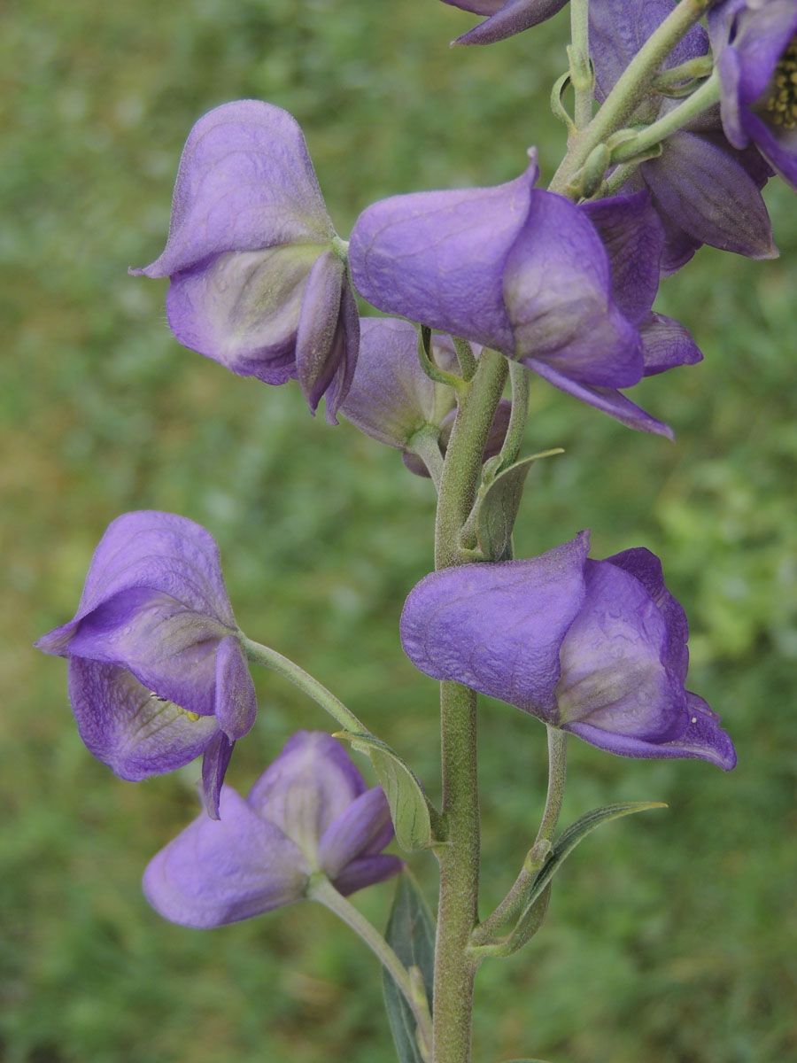 Ranunculaceae Aconitum carmichaelii